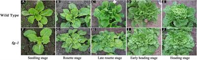 Characterization of Non-heading Mutation in Heading Chinese Cabbage (Brassica rapa L. ssp. pekinensis)